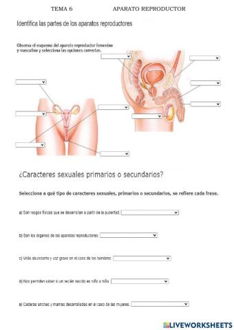 Repaso del aparato reproductor humano