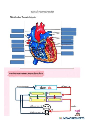 ใบงาน ระบบหมุนเวียนเลือด