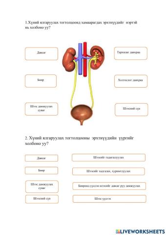 Хүний ялгаруулах тогтолцоо