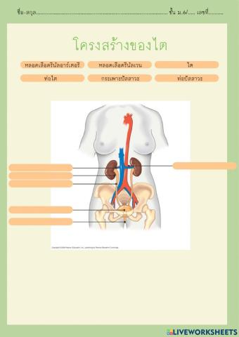 โครงสร้างของไต