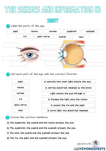 The senses and information 1