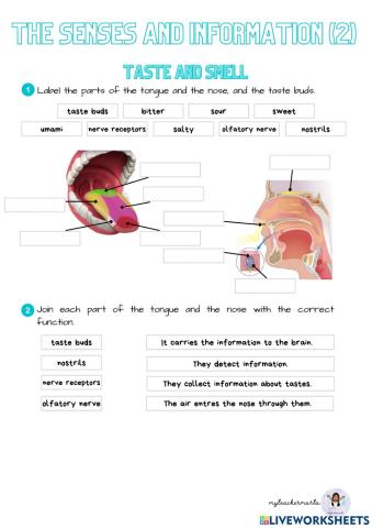 The senses and information (2)