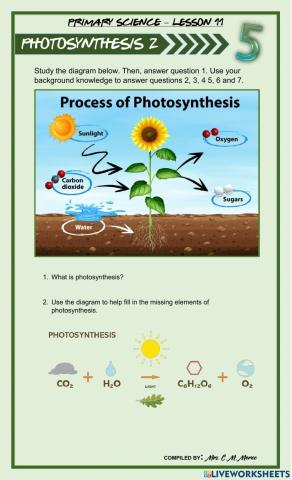 Photosynthesis 2