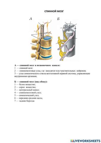 Спинной мозг