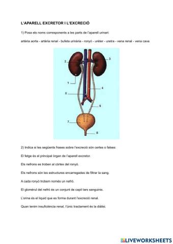 L'aparell urinari i l'excreció