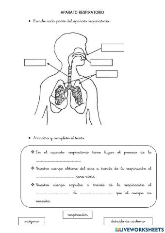 La respiración