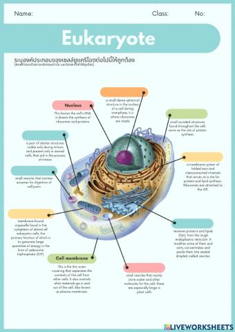 โพรทิสต์ 6-3