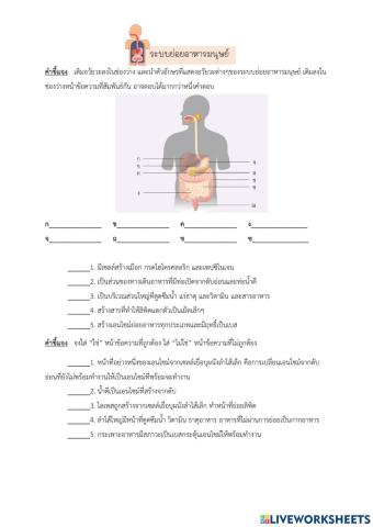 Digestive system