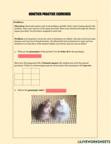 Genetics practice worksheet