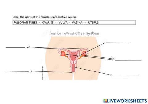 Female reproductive system