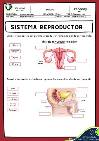 Aparato reproductor