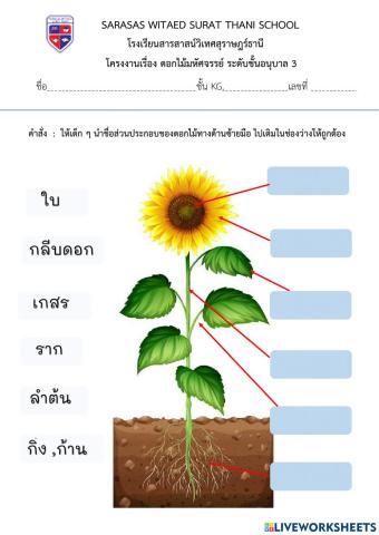 ส่วนประกอบของดอกไม้