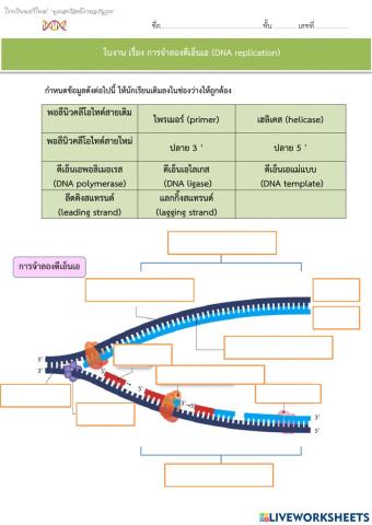 การจำลอง dna