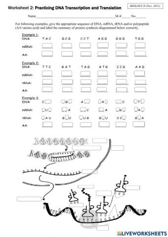 Practicing Transcription & Translation