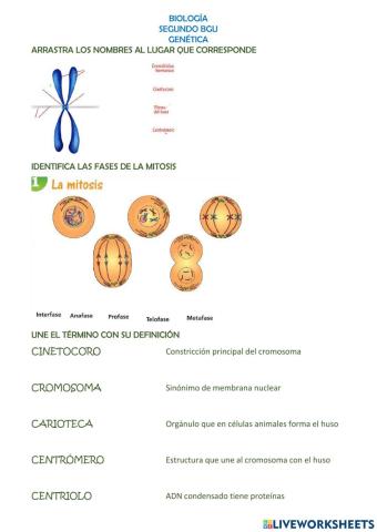 Genética y mitosis