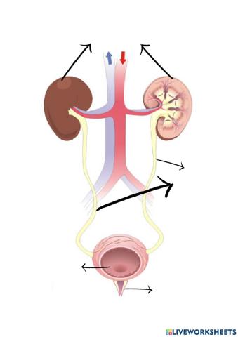 Excretory system parts