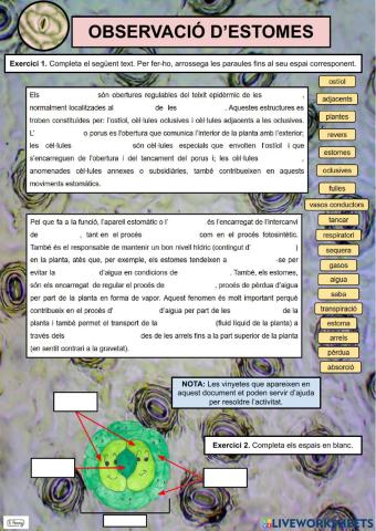 Pràctica de laboratori: Observació d'estomes