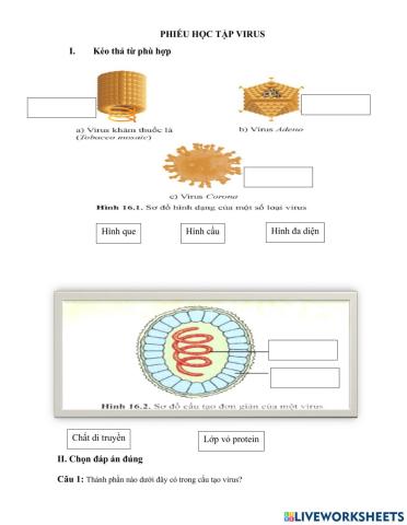 Phiếu học tập Virus