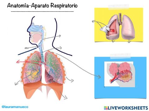 Anatomía aparato respiratorio