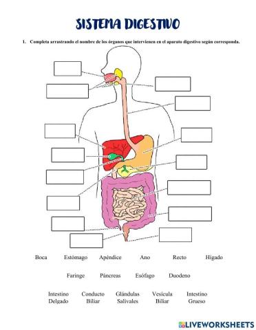 ÓRGANOS Y FUNCIONES DEL SISTEMA DIGESTIVO