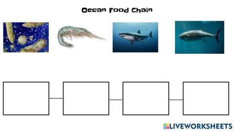 ocean food chain