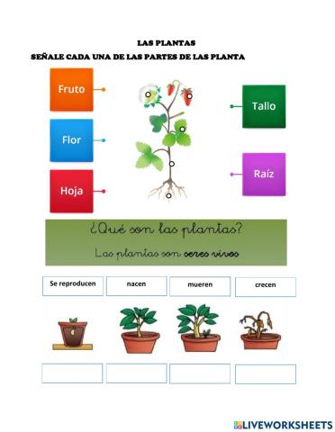 Partes de la planta