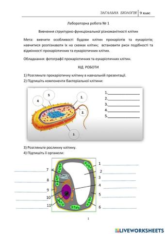 Різноманіття клітин