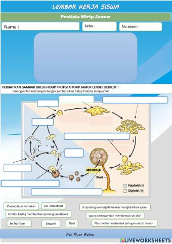 Protista Mirip Jamur