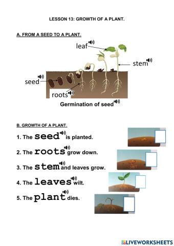 Lesson 13. growth of a plant