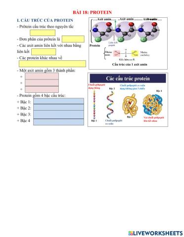 Phiếu học tập bài Protein