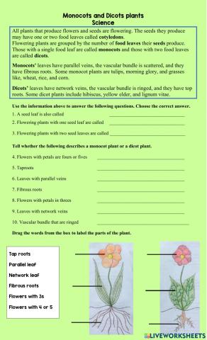 Monocot and Dicot Plants