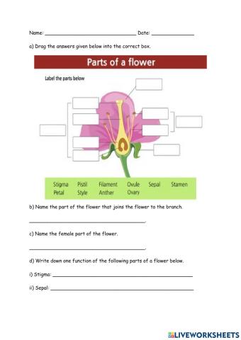 Parts of flower