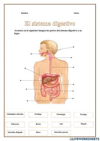 Sistema Digestivo