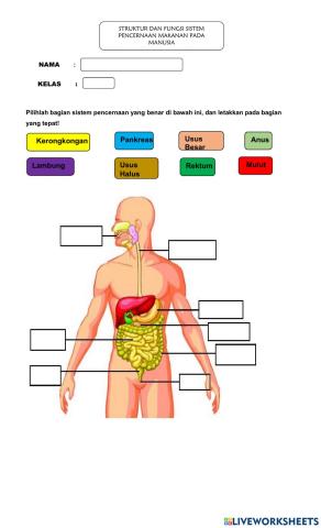 Sistem Pencernaan Manusia