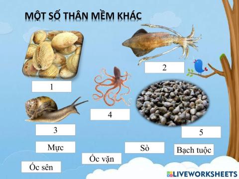 Một số thân mềm khác