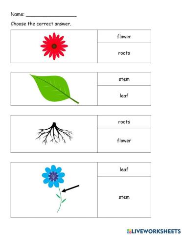 Parts of plant