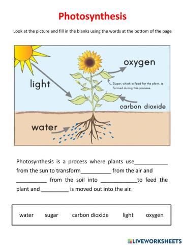 Photosynthesis