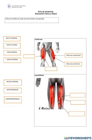 Musculos