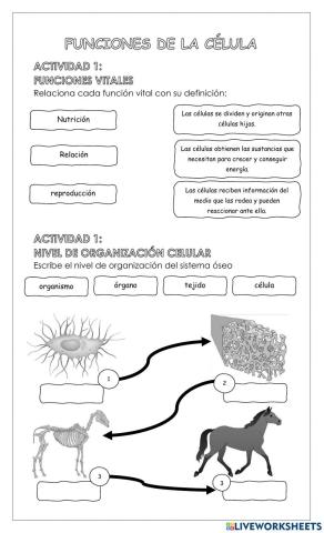 Funciones vitales de la célula