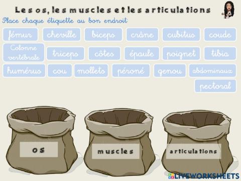 Les os, les muscles et les articulations