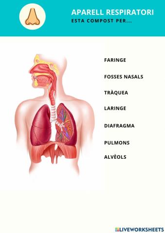 L'aparell respiratori