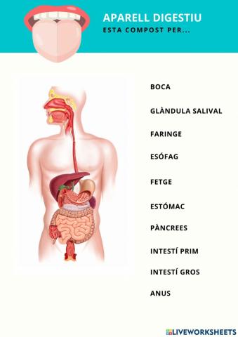 L'aparell digestiu
