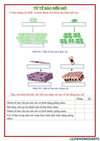 Từ tế bào đến mô