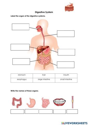 Digestive system