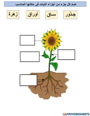 ورقة عمل2