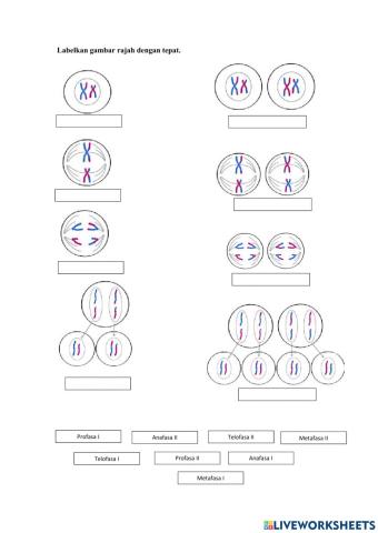 Meiosis