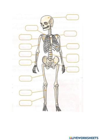 Skeleton