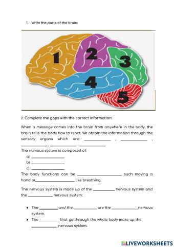 Nervous system