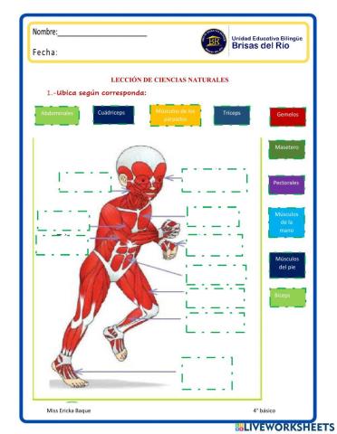 El sistema muscular