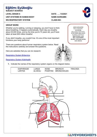 Respiratory system